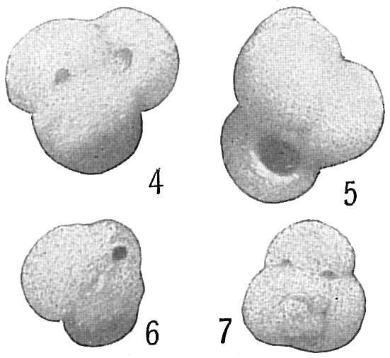 Globigerina rubra Globigerina rubra