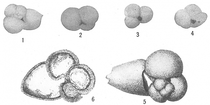 Globigerina sacculifera