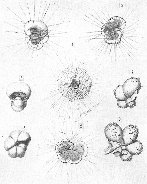 Hastigerina pelagica Hastigerina pelagica