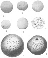 Chromista - Foraminifera (foraminifers)