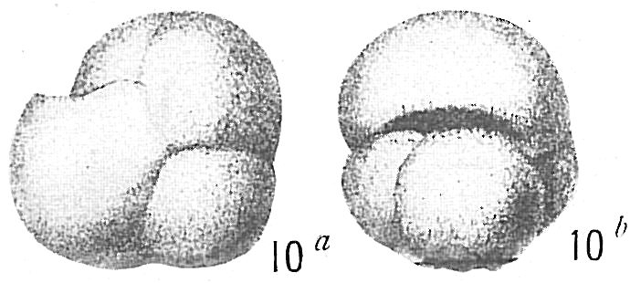 Pullenia obliquiloculata Pullenia obliquiloculata