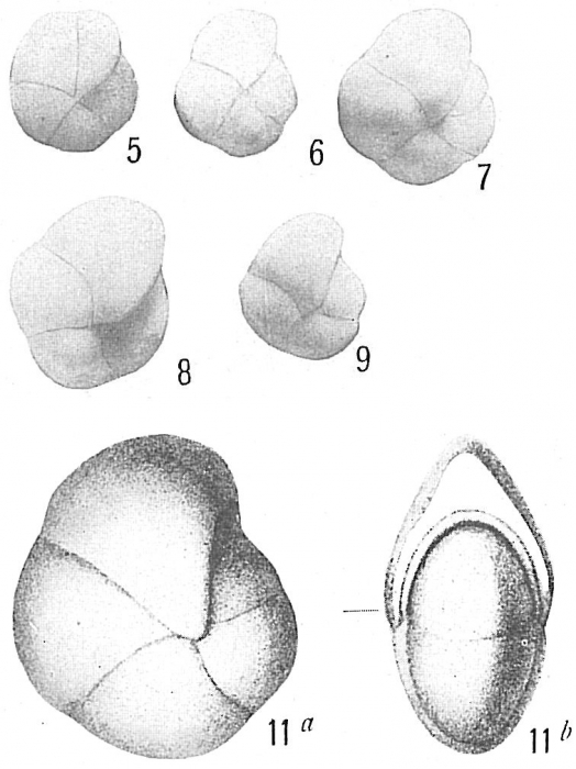 Pullenia quinqueloba