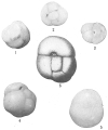 Chromista - Foraminifera (foraminifers)