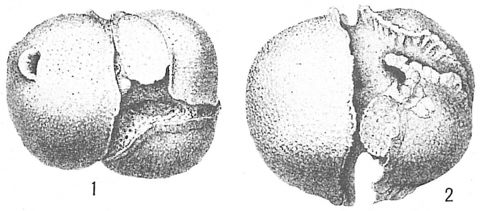 Sphaeroidina dehiscens Sphaeroidina dehiscens