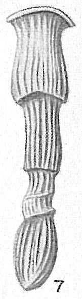 Articulina sagra Articulina sagra