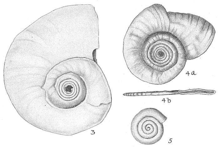 Cornuspira foliacea