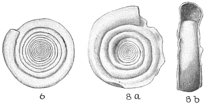 Cornuspira involvens Cornuspira involvens