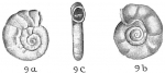 Chromista - Foraminifera (foraminifers)