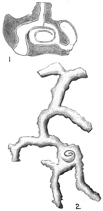 Cornuspiramia antillarum