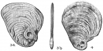 Cornuspiroides striolata