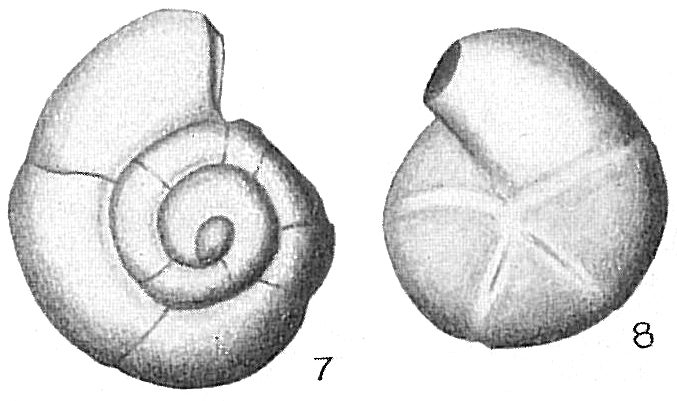 Fischerina dubia Fischerina dubia