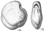 Chromista - Foraminifera (foraminifers)