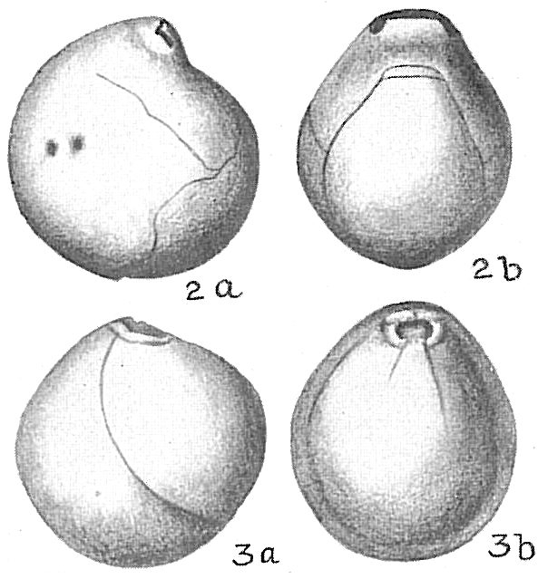 Nummoloculina irregularis