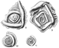 Chromista - Foraminifera (foraminifers)