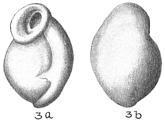 Planispirina auriculata Planispirina auriculata