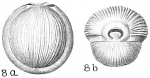 Chromista - Foraminifera (foraminifers)