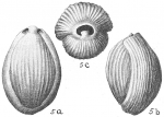 Pyrgo denticulata var. striolata