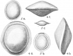 Chromista - Foraminifera (foraminifers)