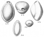 Chromista - Foraminifera (foraminifers)