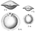 Chromista - Foraminifera (foraminifers)