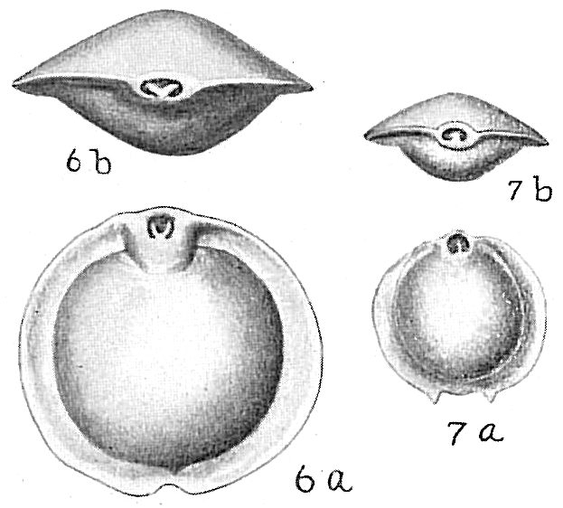 Pyrgo murrhina Pyrgo murrhina