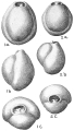 Chromista - Foraminifera (foraminifers)