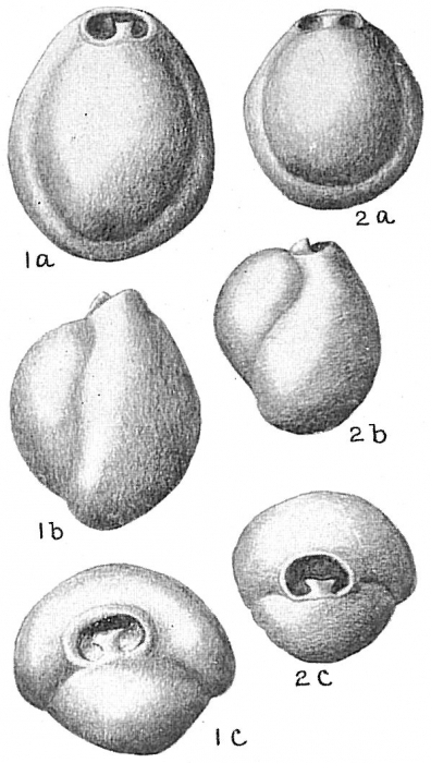Pyrgo subsphaerica