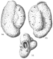 Chromista - Foraminifera (foraminifers)