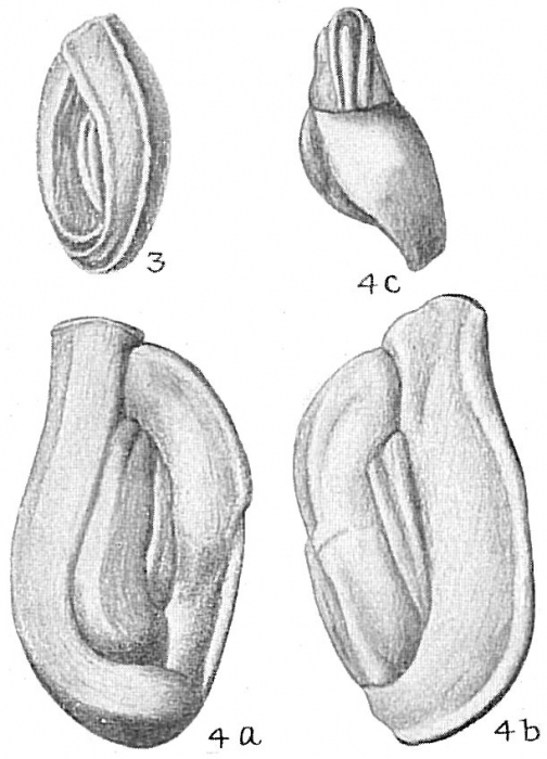 Quinqueloculina bicornis var. angulata