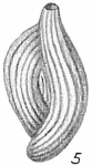 Quinqueloculina bicornis var. elegans