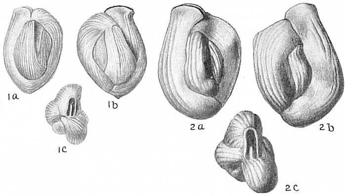 Quinqueloculina bicornis