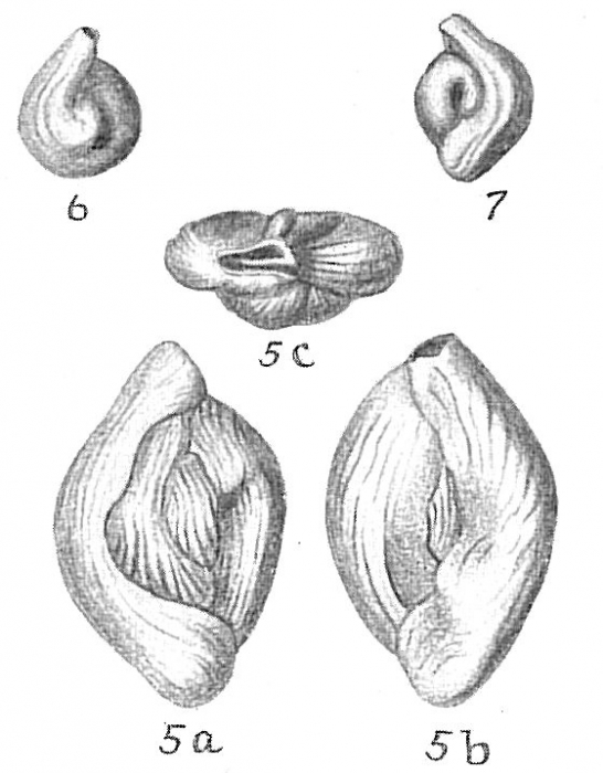 Quinqueloculina bicornis