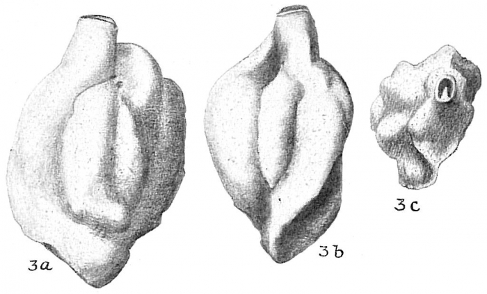 Quinqueloculina bradyana