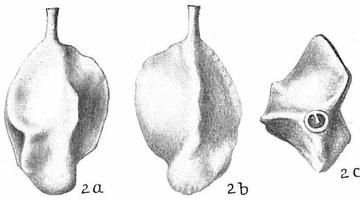 Quinqueloculina collumnosa Quinqueloculina collumnosa