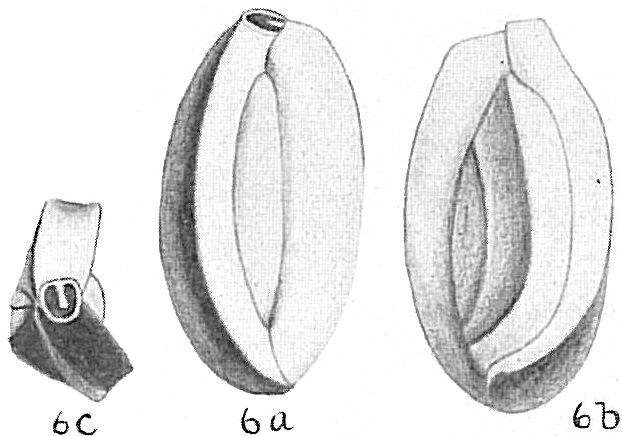 Quinqueloculina contorta