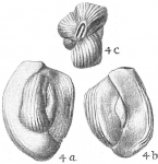 Chromista - Foraminifera (foraminifers)