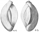 Chromista - Foraminifera (foraminifers)