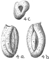 Chromista - Foraminifera (foraminifers)