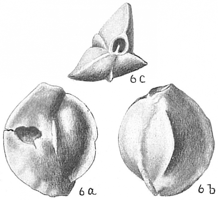 Quinqueloculina lamarckiana Quinqueloculina lamarckiana