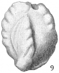 Quinqueloculina parkeri occidentalis