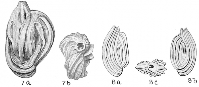 Quinqueloculina pulchella + Adelosina duthiersi Schlumberger, 1886 Quinqueloculina pulchella + Adelosina duthiersi Schlumberger, 1886