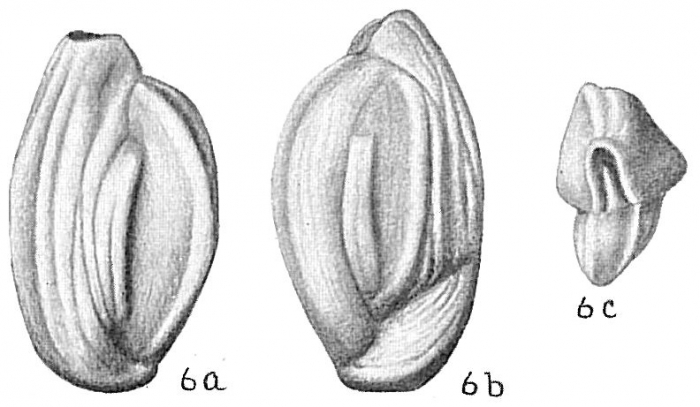Quinqueloculina seminuda