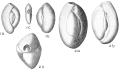 Chromista - Foraminifera (foraminifers)