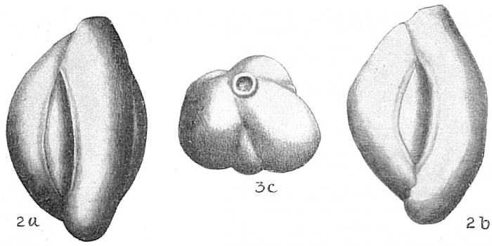 Quinqueloculina striata sensu Cushman (1929) not d'Orbigny in Guérin-Méneville, 1832