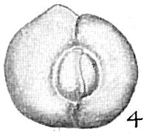 Quinqueloculina subrotunda