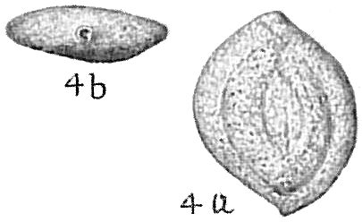 Sigmoilina asperula Sigmoilina asperula
