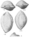 Chromista - Foraminifera (foraminifers)