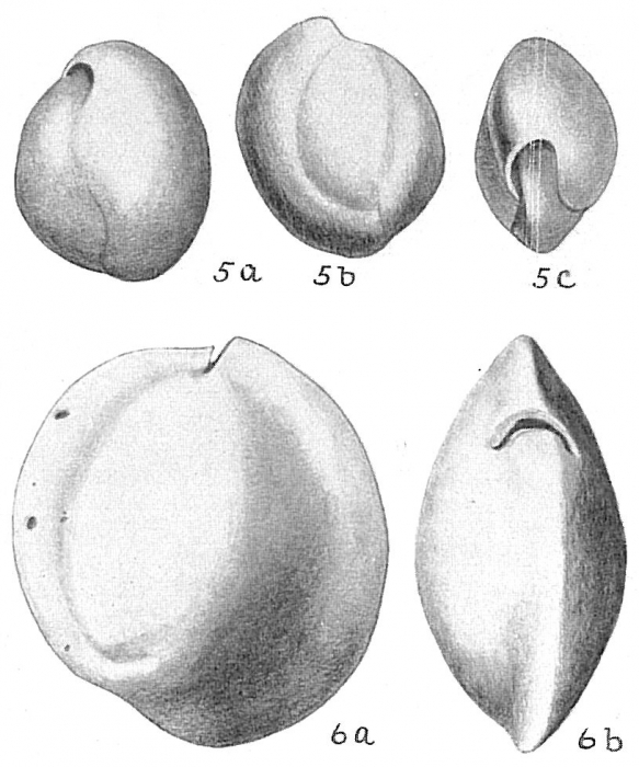 Sigmoilina sigmoidea Sigmoilina sigmoidea