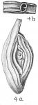 Spiroloculina antillarum var. angulata