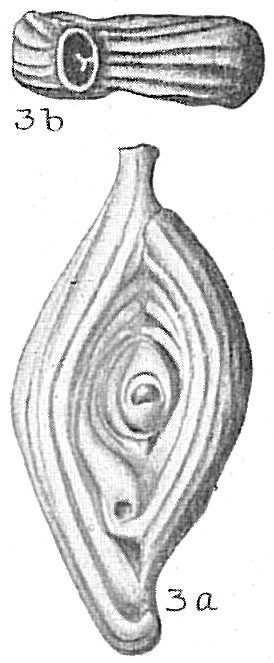Spiroloculina antillarum Spiroloculina antillarum